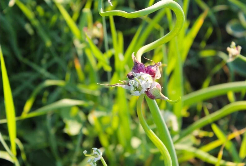 Set 1 Pot Walking Onion Live Starter Plants for Planting, 3 Plants per Pot, Walking Onion Plant, Well Rooted, 4"Pot, 8-10"Tall (No Ship CA)