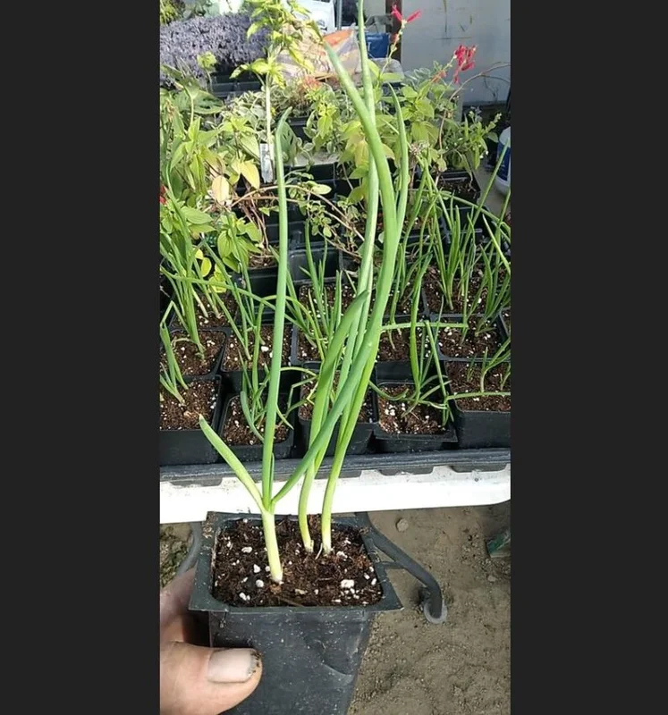 Set 1 Pot Walking Onion Live Starter Plants for Planting, 3 Plants per Pot, Walking Onion Plant, Well Rooted, 4"Pot, 8-10"Tall (No Ship CA)