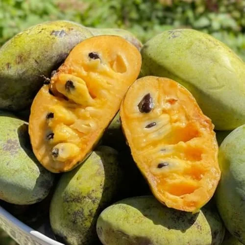 Set 2 Pawpaw Tree Live Plant Bare Roots, Hardy Paw Paw Plant, 6 to 12 Inc Tall, Paw Paw Live Plant