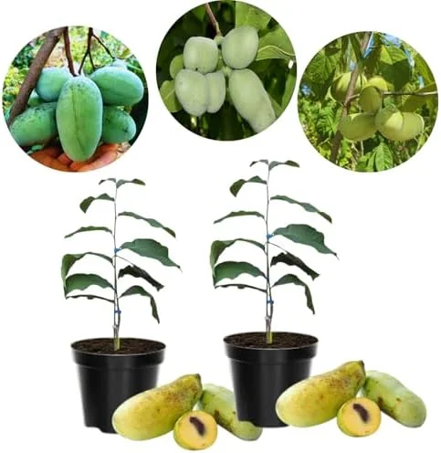 Set 2 Pawpaw Tree Live Plant Bare Roots, Hardy Paw Paw Plant, 6 to 12 Inc Tall, Paw Paw Live Plant