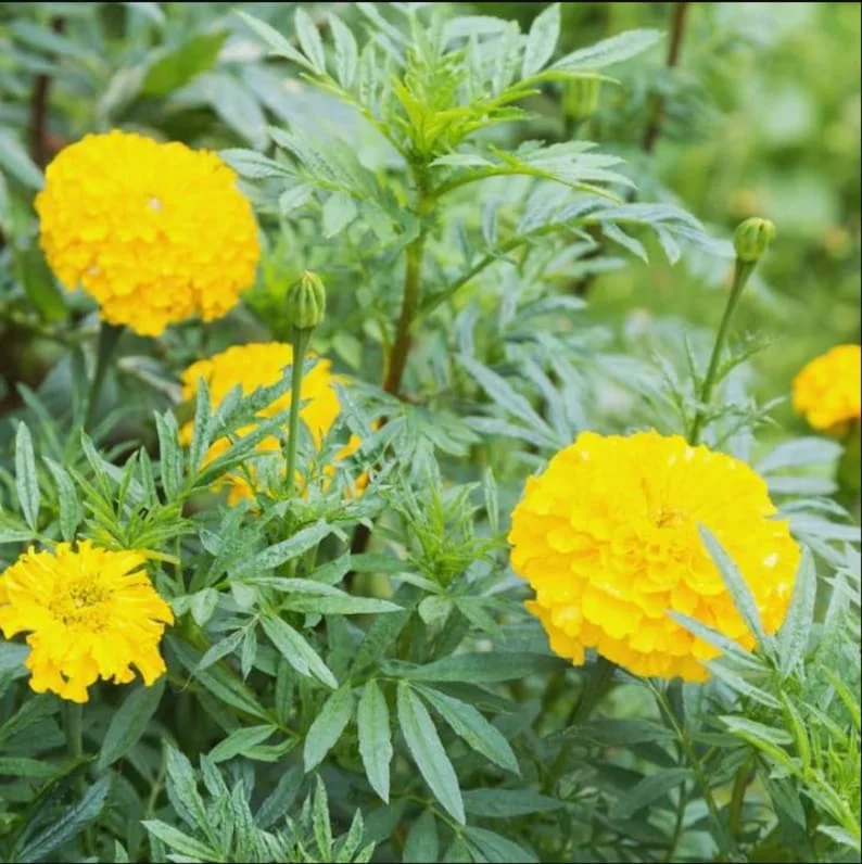 Set 2 Yellow Marigold Live Starter Plants in 1 Pot for Planting, 4"Tall 4"Pot, Marigold Flowers, Yellow Flower, Marigold Yellow (No Ship CA)