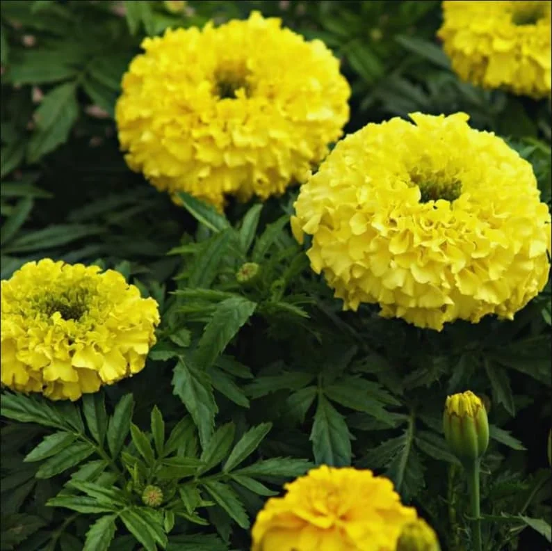 Set 2 Yellow Marigold Live Starter Plants in 1 Pot for Planting, 4"Tall 4"Pot, Marigold Flowers, Yellow Flower, Marigold Yellow (No Ship CA)