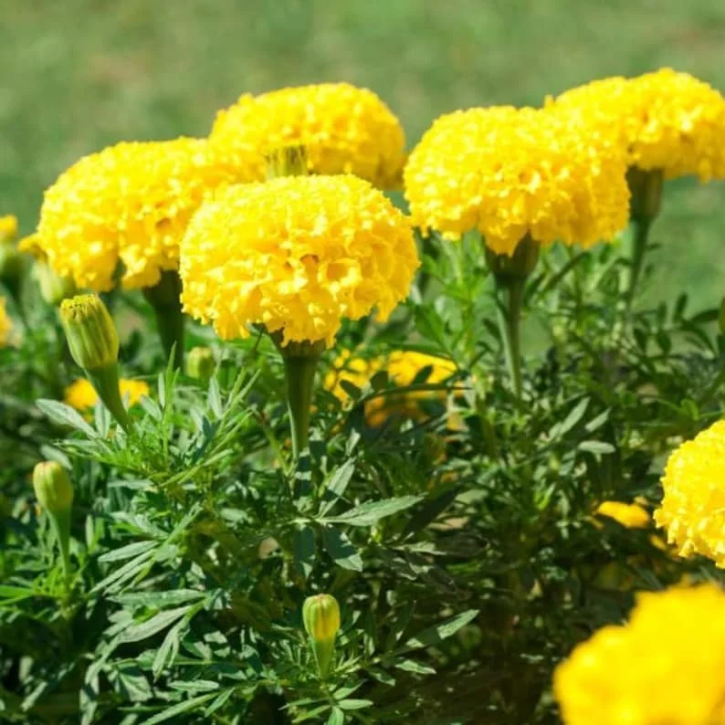 Set 2 Yellow Marigold Live Starter Plants in 1 Pot for Planting, 4"Tall 4"Pot, Marigold Flowers, Yellow Flower, Marigold Yellow (No Ship CA)