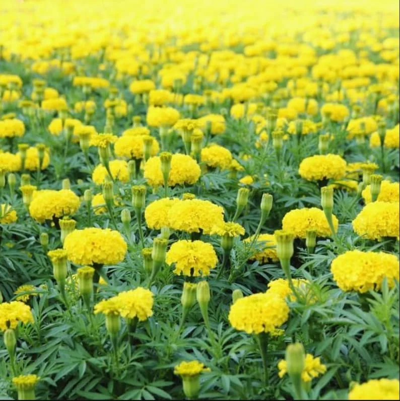 Set 2 Yellow Marigold Live Starter Plants in 1 Pot for Planting, 4"Tall 4"Pot, Marigold Flowers, Yellow Flower, Marigold Yellow (No Ship CA)