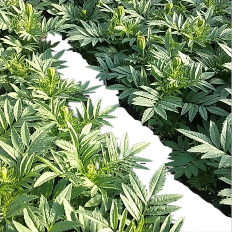 Set 2 Yellow Marigold Live Starter Plants in 1 Pot for Planting, 4"Tall 4"Pot, Marigold Flowers, Yellow Flower, Marigold Yellow (No Ship CA)