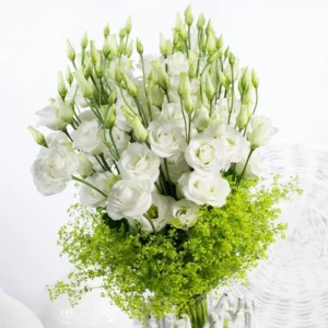 Lisianthus Rosita White III Plug Live Starter Plant - 1-3 Inch Healthy Plug