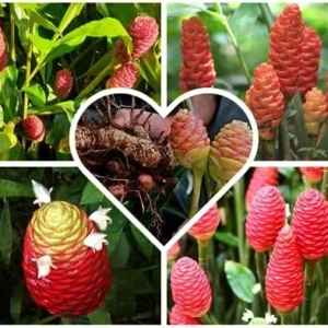 Shampoo Ginger Rhizomes - 4 Zingiber Zerumbet Red Ginger Lily Bulbs Edible Roots - 1 Year Old Planting Roots