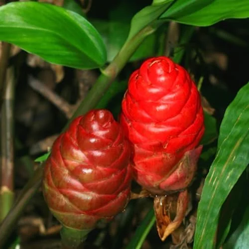 Shampoo Ginger Rhizomes - 4 Zingiber Zerumbet Red Ginger Lily Bulbs Edible Roots - 1 Year Old Planting Roots