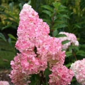 Live Hydrangea Plant, Hydrangea Tree Live Plants, Pink White Flowers, Dormant, 5 to 7 Inch Tall Well-Rooted for Growing
