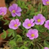 Sky Blue Oxalis Live Starter Plant for Planting, Oxalis Plant in Home Garden, 4"Pot