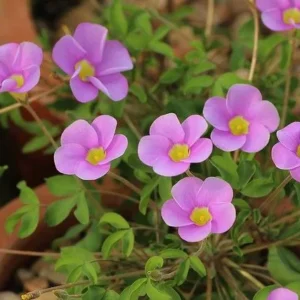 Sky Blue Oxalis Live Starter Plant for Planting, Oxalis Plant in Home Garden, 4"Pot