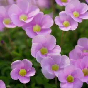 Sky Blue Oxalis Live Starter Plant for Planting, Oxalis Plant in Home Garden, 4"Pot