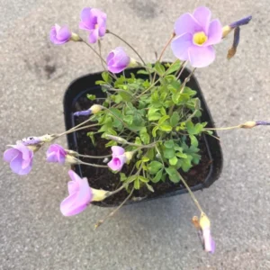 Sky Blue Oxalis Live Starter Plant for Planting, Oxalis Plant in Home Garden, 4