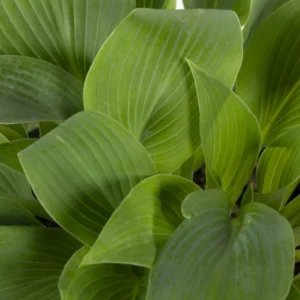 Blue Hosta Live Plant Quart Pot Shade Plant Blue-Green Color