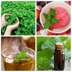 1 Pot (1 Clump) of Spearmint Herb Live Starter Plant for Planting, Edible Aromatic Herb, Fragrant Perennial Herbs, 4