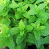 Spearmint Live Plant, Fragant Herb Spearmint Plants, 4-6 Inch Tall, Well-Rooted Starter Plant, Indoor Outdoor Container or Garden Plants