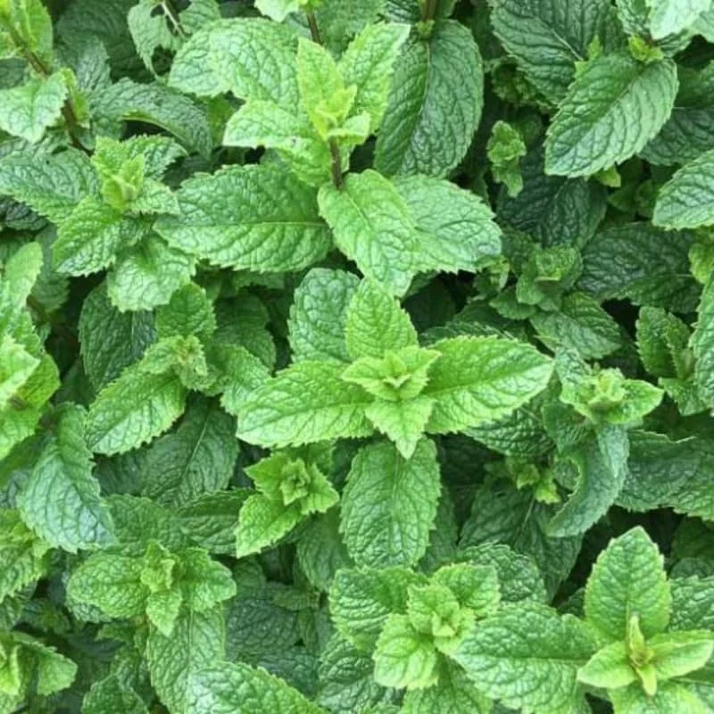 Spearmint Live Plant, Fragant Herb Spearmint Plants, 4-6 Inch Tall, Well-Rooted Starter Plant, Indoor Outdoor Container or Garden Plants