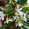 Star Jasmine Vine Plant – 2 Feet Tall – Climbing Jasmine – Fragrant Flowers