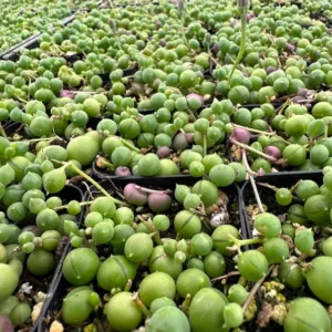 String of Pearls Plant Live Succulent 2 Inch Indoor Houseplant Hanging