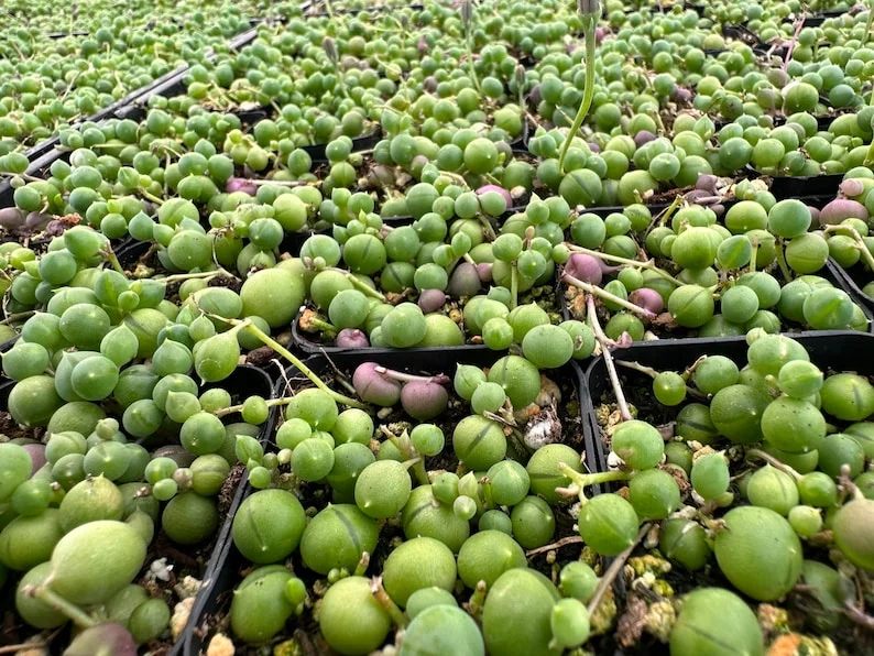 String of Pearls Plant Live Succulent 2 Inch Indoor Houseplant Hanging