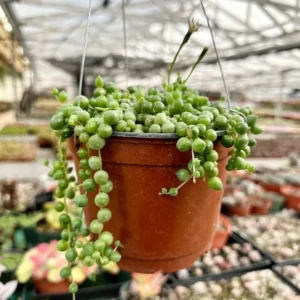String of Pearls Plant Live Succulent 2 Inch Indoor Houseplant Hanging
