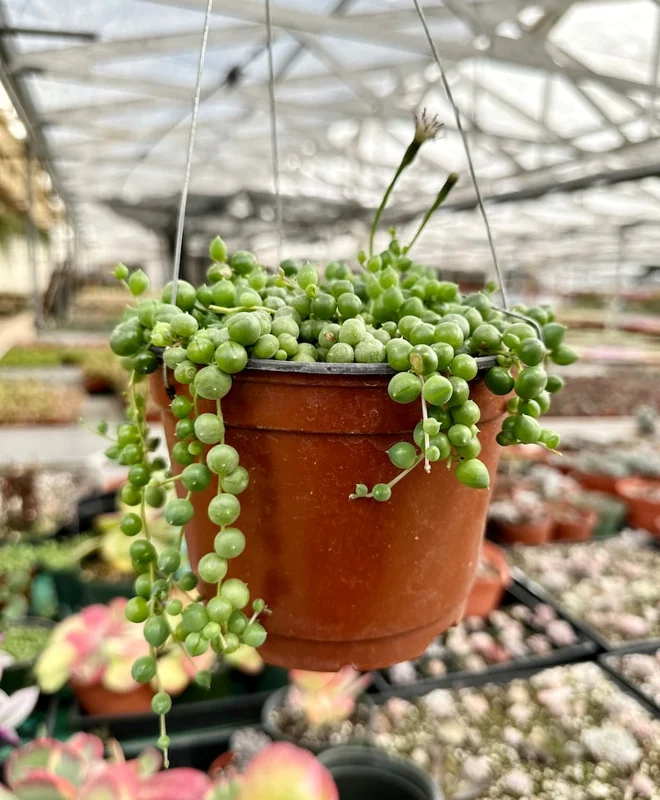 String of Pearls Plant Live Succulent 2 Inch Indoor Houseplant Hanging