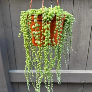 String of Pearls Plant Live Succulent 2 Inch Indoor Houseplant Hanging