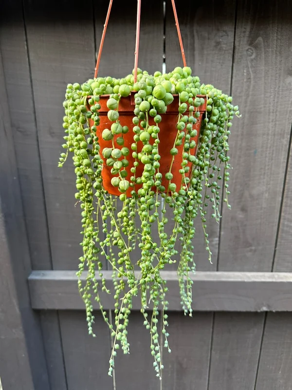 String of Pearls Plant Live Succulent 2 Inch Indoor Houseplant Hanging