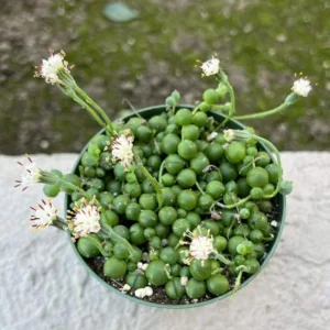 String of Pearls Plant Live Succulent 2 Inch Indoor Houseplant Hanging