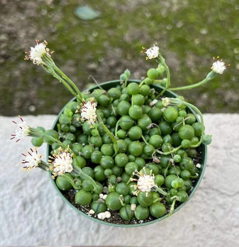 String of Pearls Plant Live Succulent 2 Inch Indoor Houseplant Hanging