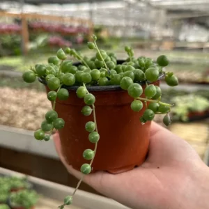 String of Pearls Plant Live Succulent 2 Inch Indoor Houseplant Hanging