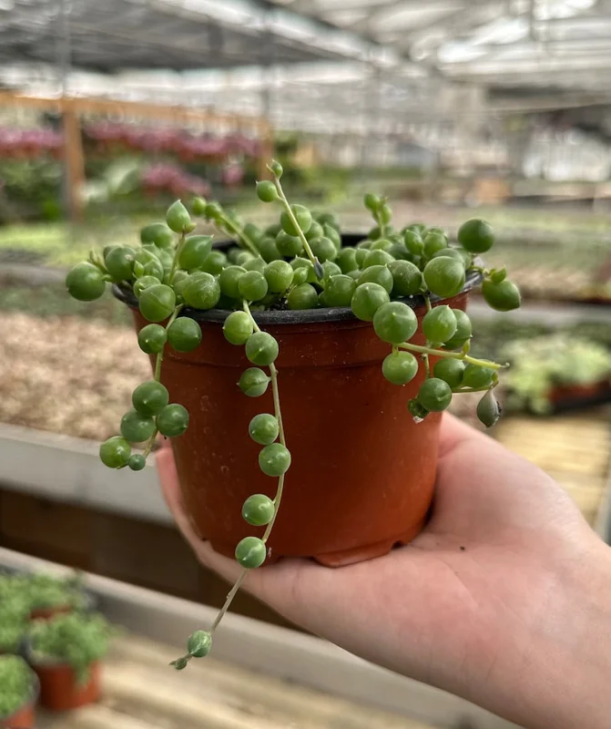 String of Pearls Plant Live Succulent 2 Inch Indoor Houseplant Hanging