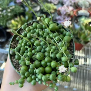 String of Pearls Plant Live Succulent 2 Inch Indoor Houseplant Hanging