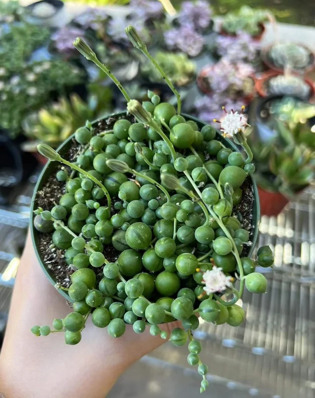 String of Pearls Plant Live Succulent 2 Inch Indoor Houseplant Hanging