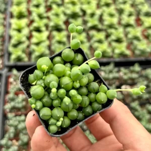 String of Pearls Plant Live Succulent 2 Inch Indoor Houseplant Hanging
