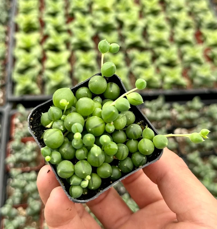 String of Pearls Plant Live Succulent 2 Inch Indoor Houseplant Hanging