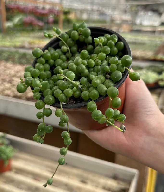 String of Pearls Plant Live Succulent 2 Inch Indoor Houseplant Hanging