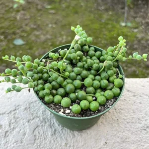 String of Pearls Plant Live Succulent 2 Inch Indoor Houseplant Hanging