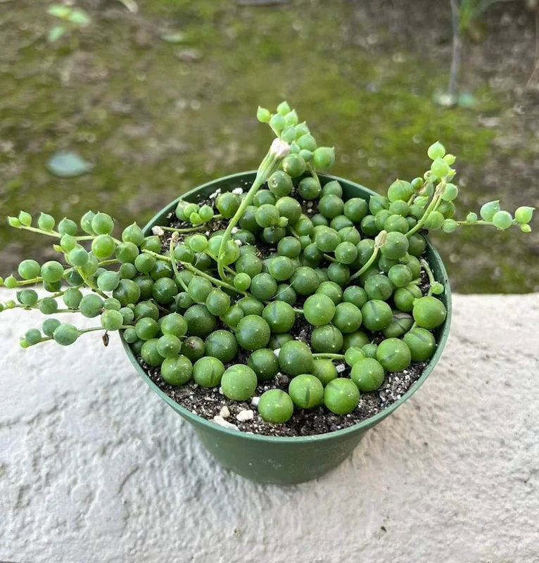 String of Pearls Plant Live Succulent 2 Inch Indoor Houseplant Hanging