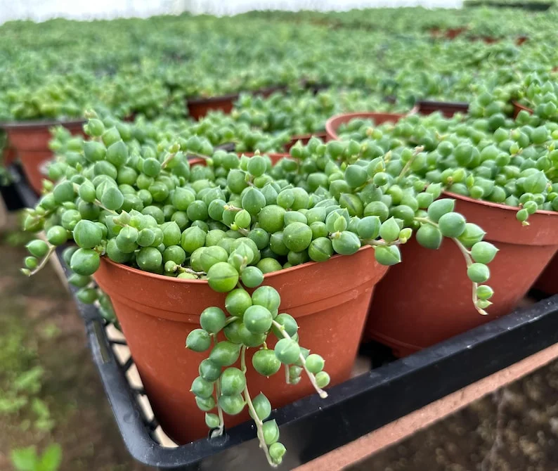 String of Pearls Plant Live Succulent 2 Inch Indoor Houseplant Hanging