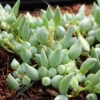 String of Tears Senecio Citriformis Succulent Live Plant 2 Inch for Garden Decor