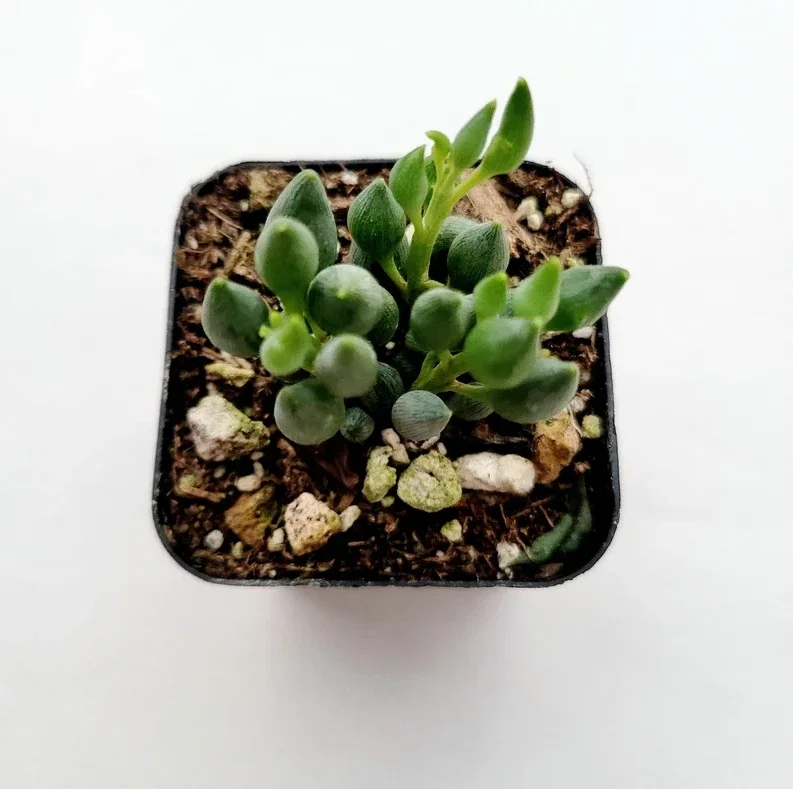 String of Tears Senecio Citriformis Succulent Live Plant 2 Inch for Garden Decor