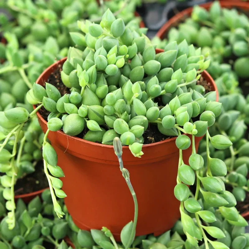 String of Tears Senecio Citriformis Succulent Live Plant 2 Inch for Garden Decor