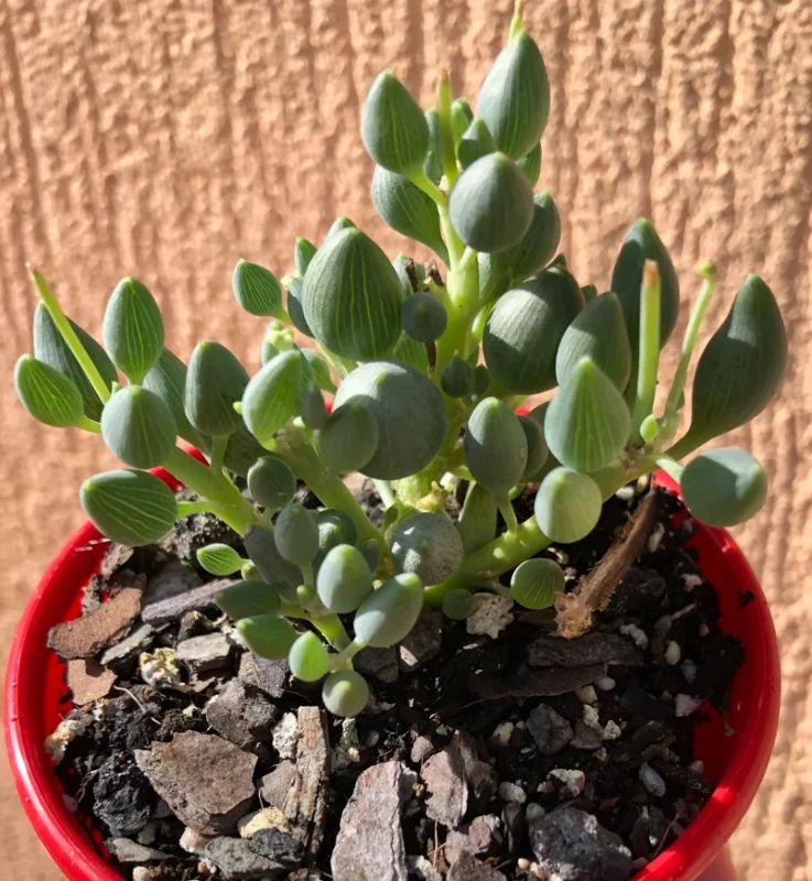 String of Tears Senecio Citriformis Succulent Live Plant 2 Inch for Garden Decor