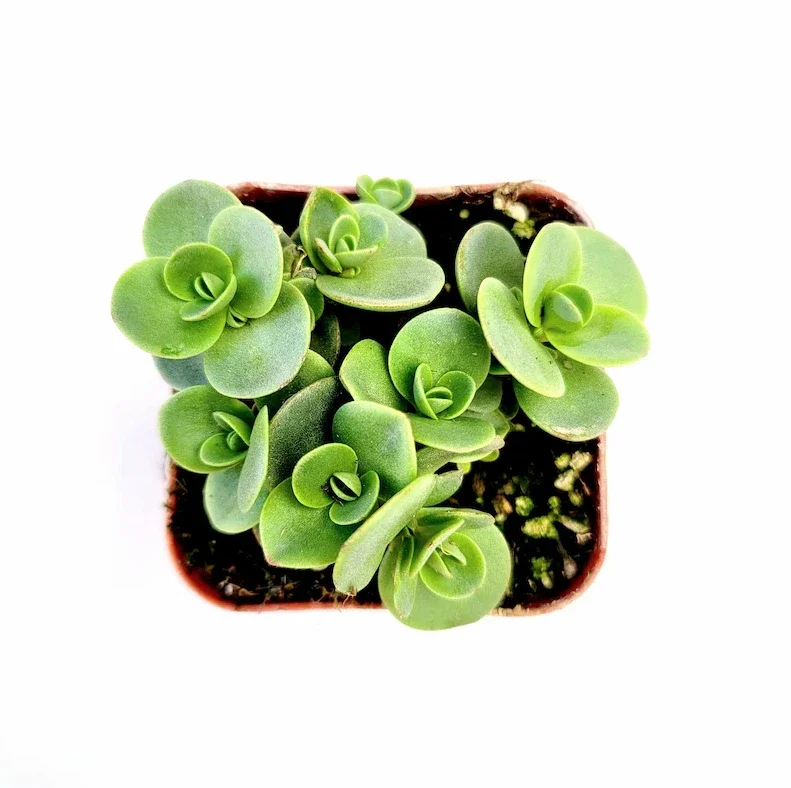 SunSparkler® Sedum 'Lime Zinger' Succulent Plant 2 Inch Pot for Home Garden Decor