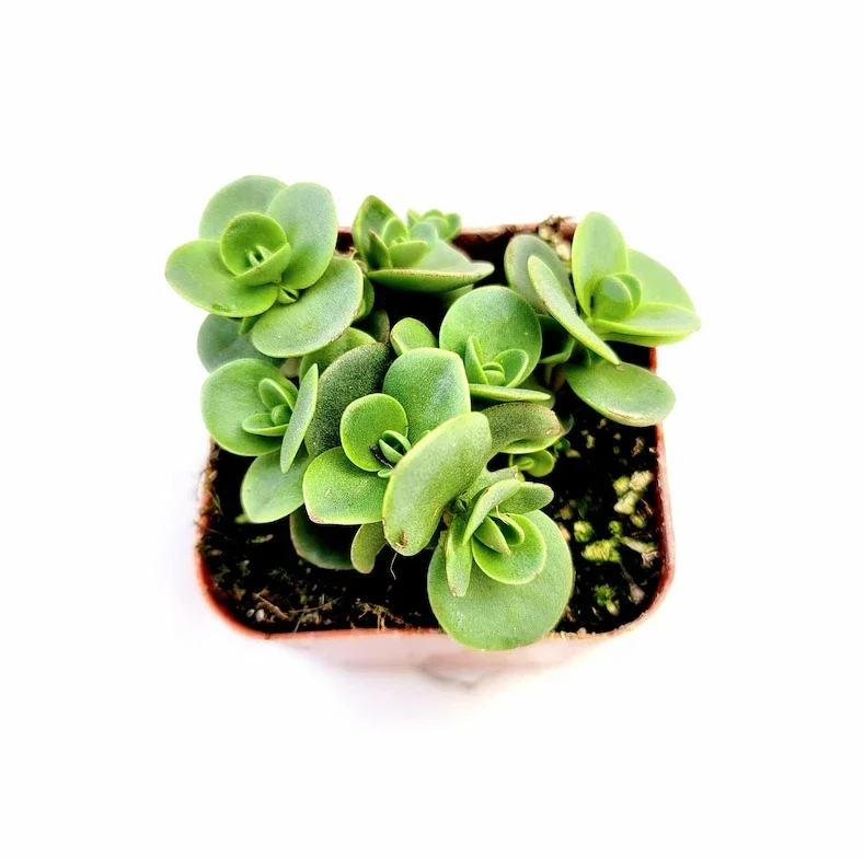 SunSparkler® Sedum 'Lime Zinger' Succulent Plant 2 Inch Pot for Home Garden Decor