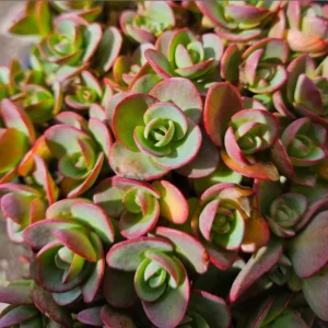 SunSparkler® Sedum 'Lime Zinger' Succulent Plant 2 Inch Pot for Home Garden Decor