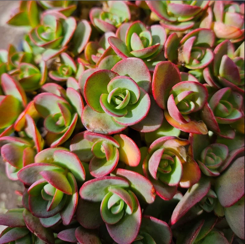 SunSparkler® Sedum 'Lime Zinger' Succulent Plant 2 Inch Pot for Home Garden Decor