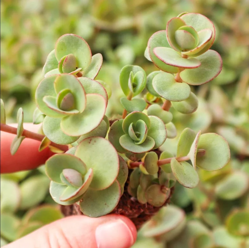 SunSparkler® Sedum 'Lime Zinger' Succulent Plant 2 Inch Pot for Home Garden Decor