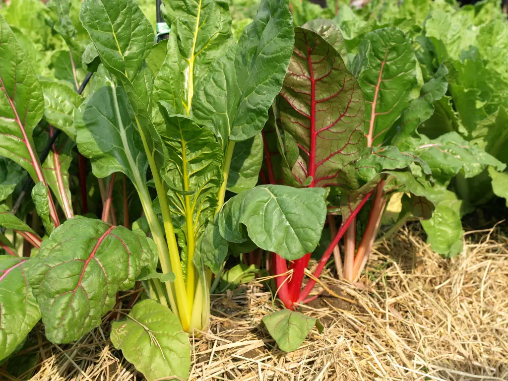 Swiss chard is one of the most versatile vegetables for winter gardening.